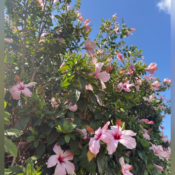 Lost everything in the California wildfires 2025 - Picture 2 of 2